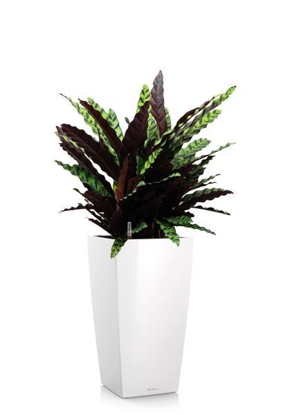 Калатея Лансифолия 30/80 см в CUBICO 40