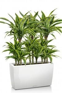 Драцена Лемон Лайм в CARARO 75/130 см, Белый блестящий