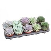 Эхеверия микс d10.5 см h12.5 см тип 2 Эхеверия микс d10.5 см h12.5 см тип 2