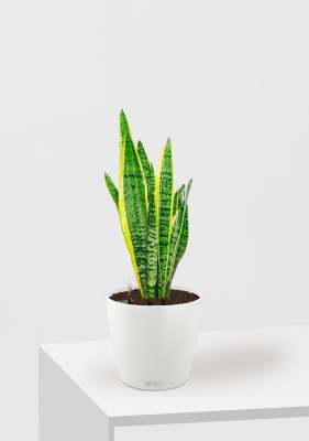 Сансевиерия Лауренти 14/45 см в CLASSICO 18, белый