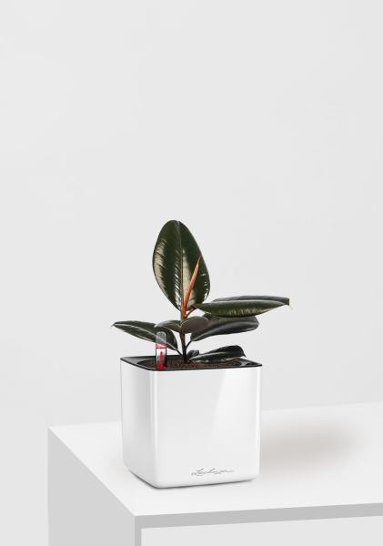 Фикус Эластика Абиджан 12/35 см в CUBE GLOSSY 14