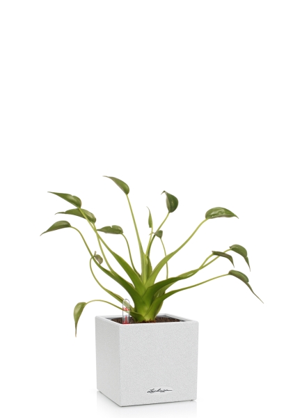 Алоказия Тину Дансер 12 см в CANTO STONE 14