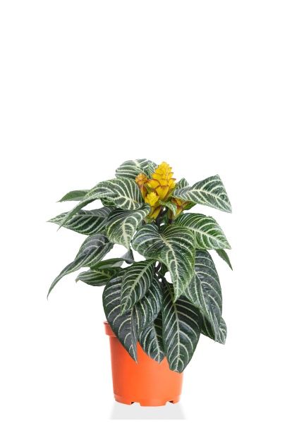 Афеляндра 12/25 см Афеляндра 12/25 см