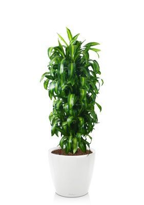 Драцена Гавайская бранч 30/160 см в CLASSICO LS 35, белый блестящий
