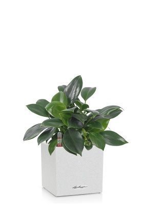 Филодендрон Грин Принцесс CANTO STONE 14/25 Песочный белый