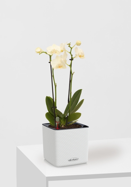 Орхидея Фаленопсис мини микс 9/30 см в CUBE Color 14 Орхидея Фаленопсис мини микс 9/30 см в CUBE Color 14