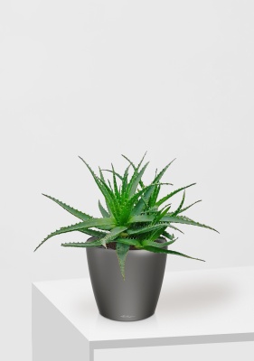 Алоэ 17/40 см в CLASSICO LS 21, антрацитовый металлик Алоэ 17/40 см в CLASSICO LS 21, антрацитовый металлик