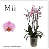 Фаленопсис 4 ствола Marvellous Pink Special 50+mimesis d17 см h70 см Фаленопсис 4 ствола Marvellous Pink Special 50+mimesis d17 см h70 см