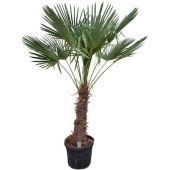 Трахикарпус Форчуна d45 см h200 см