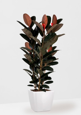 Фикус Эластика Абиджан 3 ствола 40/170 см в QUADRO LS 50, белый блестящий 