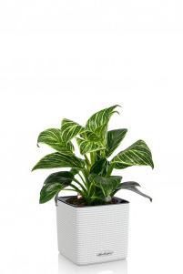 Филодендрон Вайт CUBE COLOR 14/25 см Белый