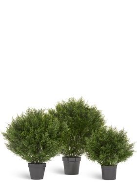 Туя уличная Брабант пушистая шаровидная