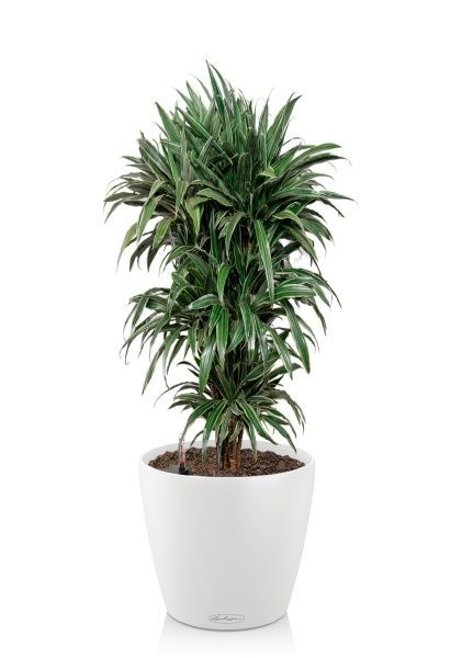 Драцена Варнески бранч 35/150 см в CLASSICO COLOR 43