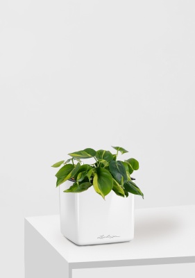 Филодендрон Бразил 12/20 см в CUBE GLOSSY 14 Филодендрон Бразил 12/20 см в CUBE GLOSSY 14