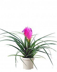 Тилландсия Анита 9/30 см