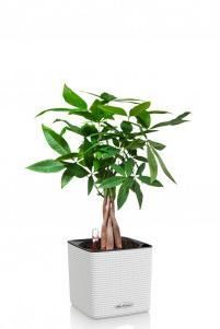 Пахира в CUBE COLOR 14 Пахира в CUBE COLOR 14