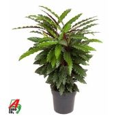 Калатея Вейвстар d27 см h100 см