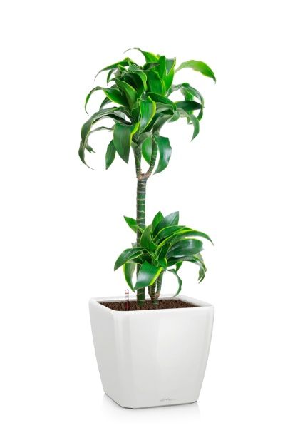 Драцена Дорадо 2 ствола 19/100 см в QUADRO LS 28