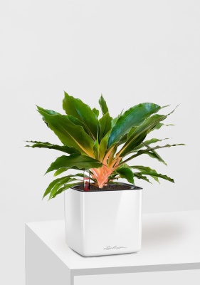 Хлорофитум Фаер Флеш в CUBE GLOSSY 14, белый блестящий