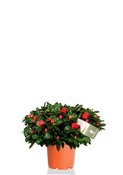 Азалия Фландрес красная 14/30 см Азалия Фландрес красная 14/30 см