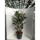 Фикус Эластика Тинеке 3 ствола d35 см h135 см