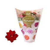 Каланхоэ Rosalina Don Justino d12 см h27.5 см Каланхоэ Rosalina Don Justino d12 см h27.5 см