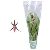 Орхидея Брассия микс d12 см h55 см тип 1