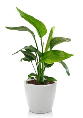 Стрелиция Николай 17/60 в CLASSICO LS 21, белый блестящий