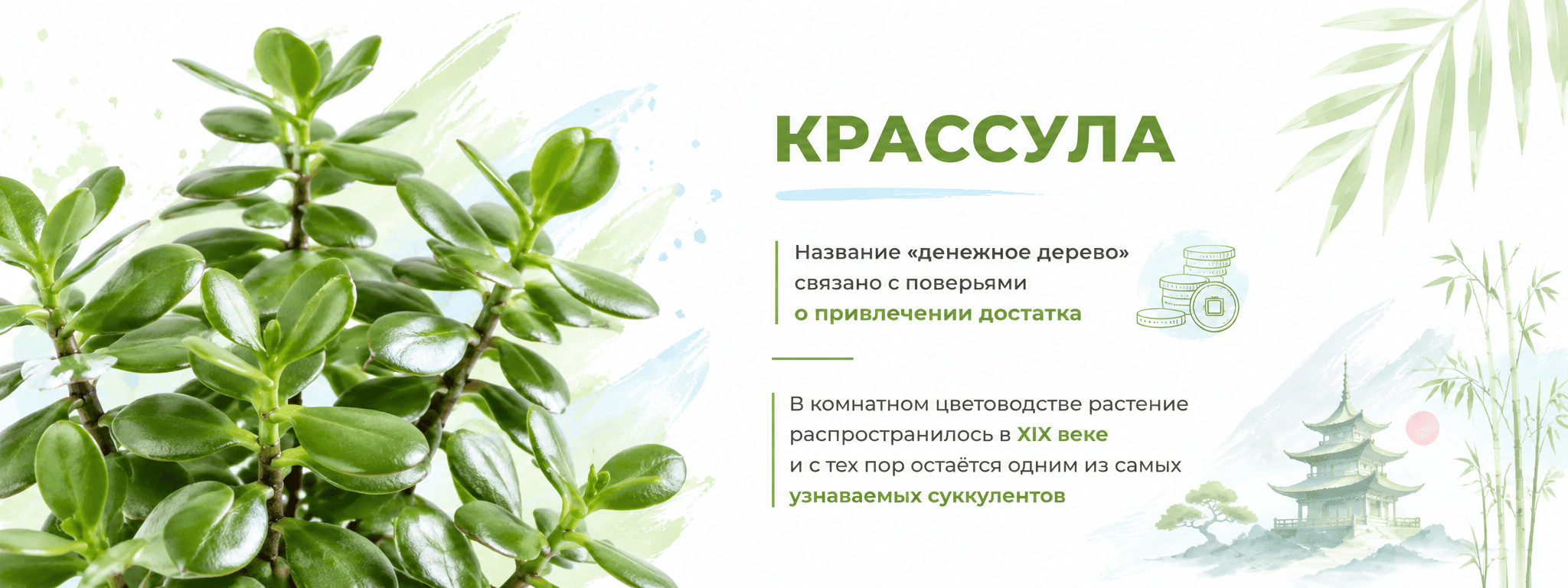 межстраничный суккуленты и кактусы 3