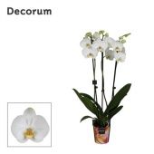 Фаленопсис 3 ствола White 18+ Decorum (bernhard) d12 см h55 см
