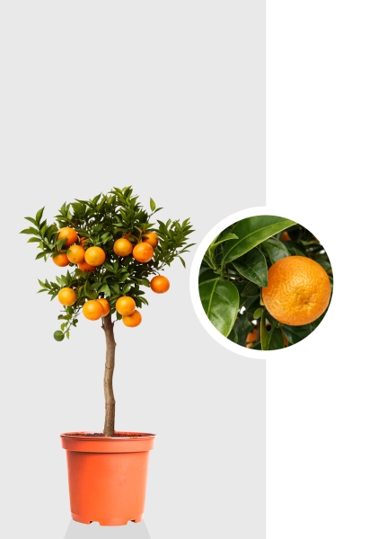 Цитрус Мандарин на стволе d22 см h85 см