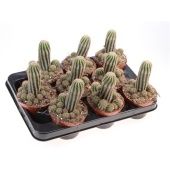 Хамеолобвия Паолина d10.5 см h18 см Хамеолобвия Паолина d10.5 см h18 см