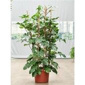 Филодендрон Squamiferum d40 см h175 см