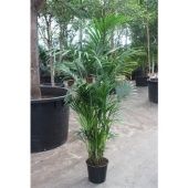 Ховея Форстериана d32 см h230 см