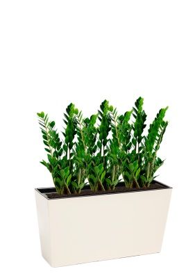 Замиокулькас 17/70 см в Werbena