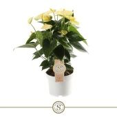 Антуриум Андрианум  желтый d12 см h40 см