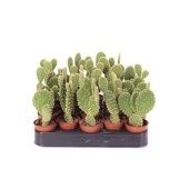 Опунция Microdasys Yellow d5.5 см h12.5 см