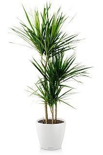 Драцена Маргината CLASSICO 28/120 см, белый