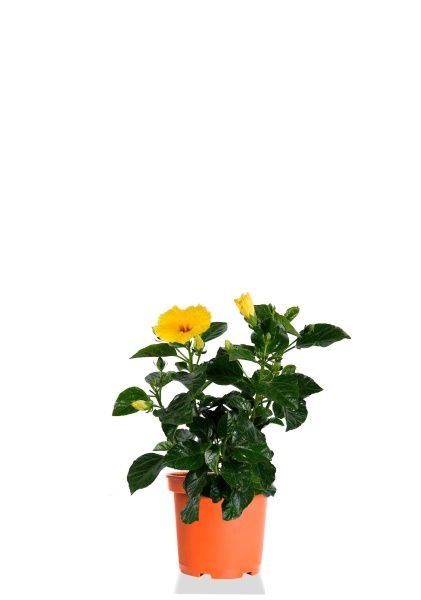 Гибискус микс 13/35 см Гибискус микс 13/35 см