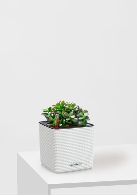 Крассула Овата Минор 12/20 см в CUBE COLOR 14, белый Крассула Овата Минор 12/20 см в CUBE COLOR 14, белый