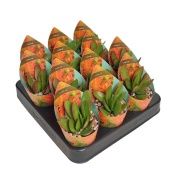 Крассула Swaziensis денежное дерево d6.5 см h8 см Крассула Swaziensis денежное дерево d6.5 см h8 см