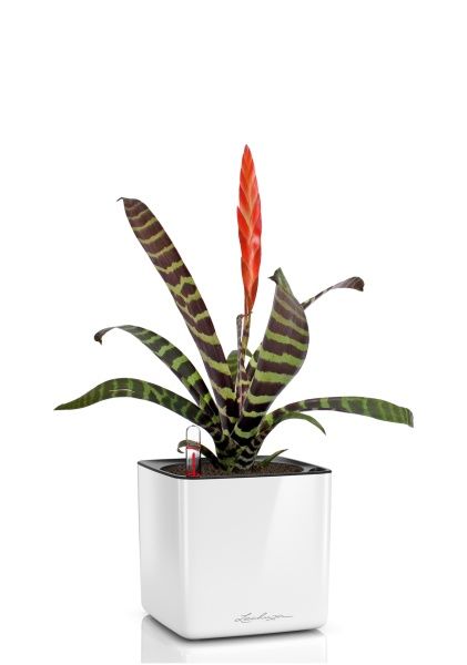 Вриезия Спленриет в CUBE GLOSSY 14