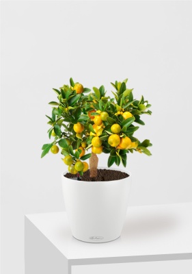 Цитрус Каламондин в CLASSICO 21, белый