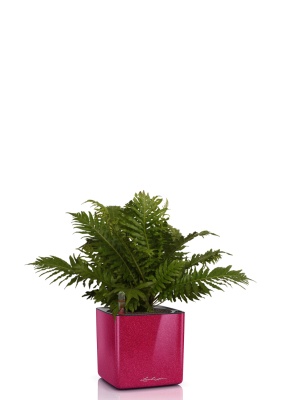 Блехнум 12/30 см в CUBE GLOSSY KISS 14