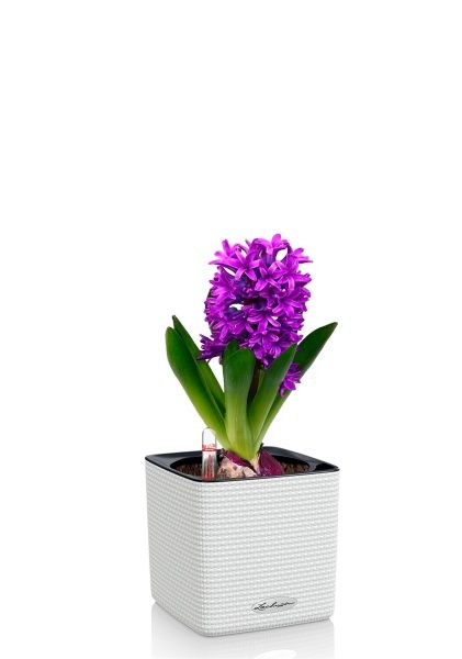 Гиацинт микс в CUBE COLOR 14