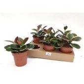 Хойя Blondie d12 см h22 см Хойя Blondie d12 см h22 см