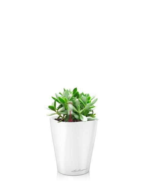 Крассула Мани Мейкер 10/15 см в MINI DELTINI 10