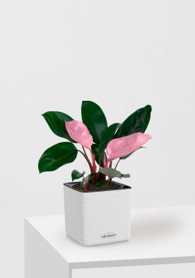 Филодендрон Пинк Принс 12/25 см в CUBE Color 14