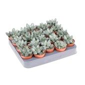 Адромискус Грей 5,5/8 см Адромискус Грей 5,5/8 см