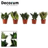 Сансевиерия Hahni Marginata (decorum) d12 см h20 см Сансевиерия Hahni Marginata (decorum) d12 см h20 см